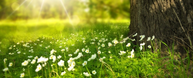 grass and white flowers with sun shining